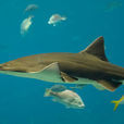 巴哈馬鋸鯊