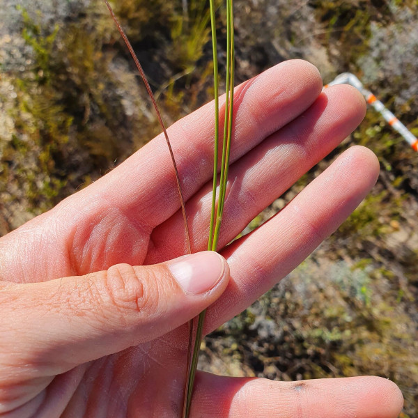 Ehrharta longifolia
