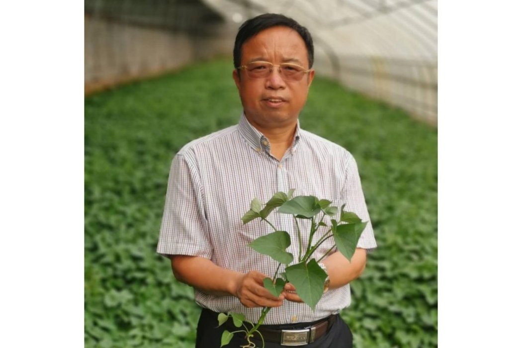 侯文邦(河南科技大學甘薯產業研究院院長、農學院現代農業研究所所長)