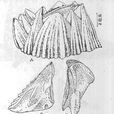 白脊藤壺 白脊藤壺