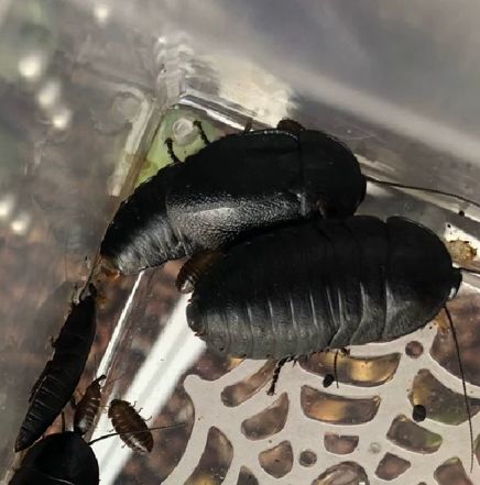 半翅冠蠊 半翅冠蠊