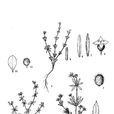 單花拉拉藤 單花拉拉藤