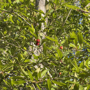 Crataegus aestivalis
