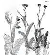 阿爾泰菊蒿 阿爾泰菊蒿