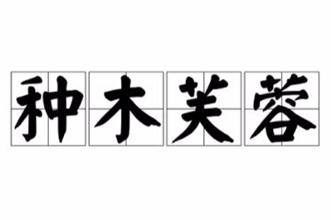 種木芙蓉 種木芙蓉