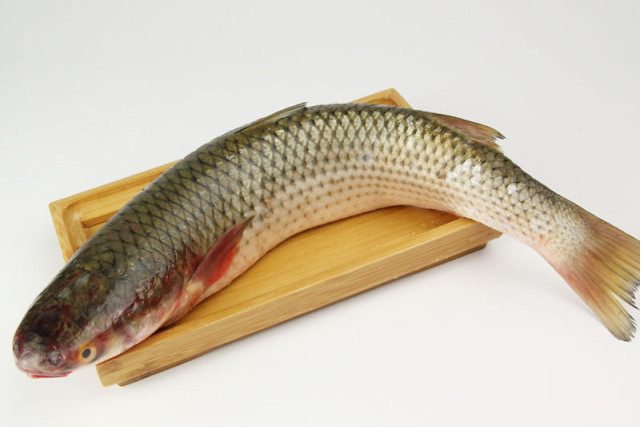 巨口瓜梭魚 巨口瓜梭魚
