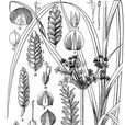 汾河莎草 汾河莎草