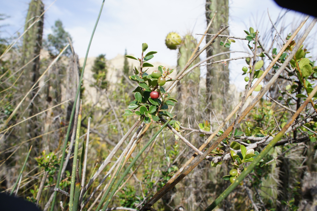 Schinus microphylla