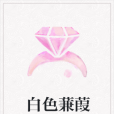 白色蒹葭 白色蒹葭