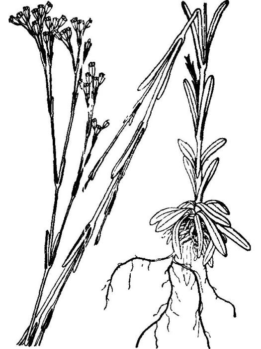 直立膜萼花 直立膜萼花