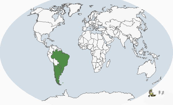 南美硬尾鴨分布圖