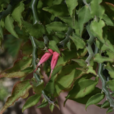 紅雀珊瑚(金虎尾目大戟科植物)