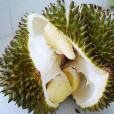 雜交榴槤 雜交榴槤