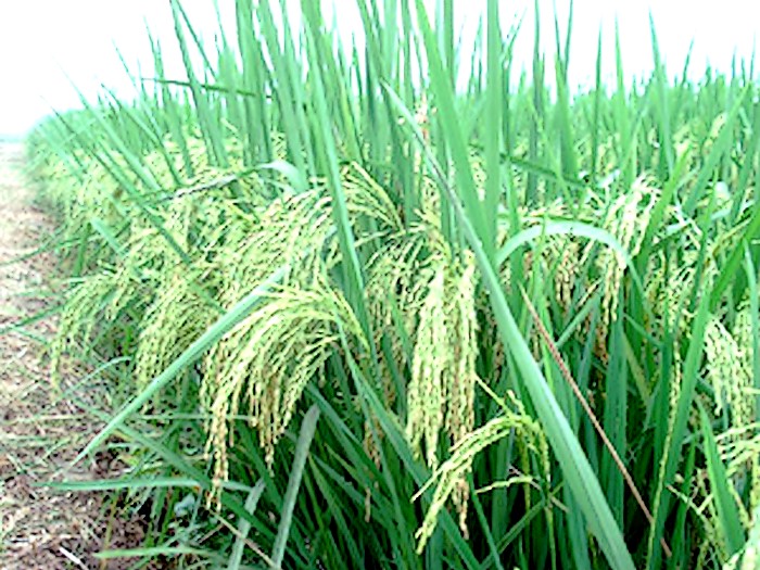 南陵縣水稻種植基地
