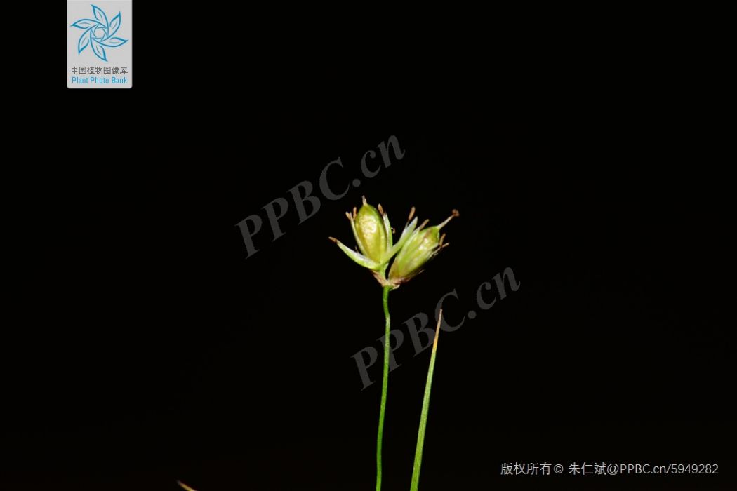 單枝燈芯草 單枝燈芯草
