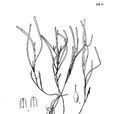 矮大葉藻 矮大葉藻