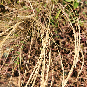 Eragrostiella brachyphylla