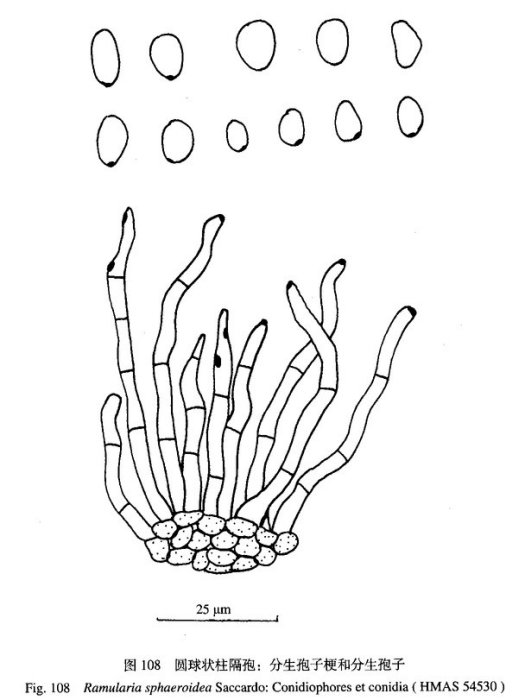 李色鏈隔孢 李色鏈隔孢