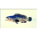 藍點石斑魚