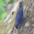 淡紫鳾