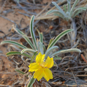Goodenia willisiana