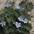 距瓣尾囊草 距瓣尾囊草