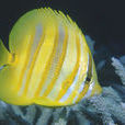 林氏蝴蝶魚 林氏蝴蝶魚
