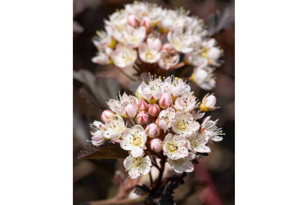 Physocarpus opulifolius \x27N5\x27 PANTHER Physocarpus opulifolius \x27N5\x27 PANTHER