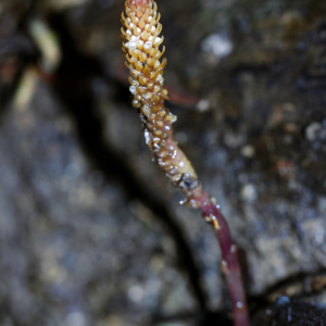 Epirixanthes kinabaluensis