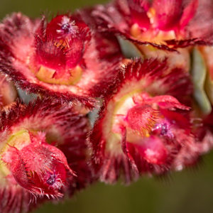 Verticordia muelleriana