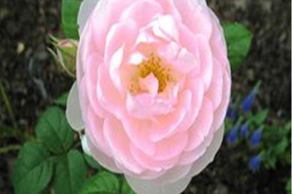 Rosa \x27Ausland\x27 SCEPTER\x27D ISLE