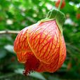 木本花卉 木本花卉