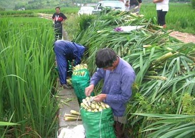圖4 岳西縣菜農收穫茭白