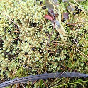 Juncus novae-zelandiae