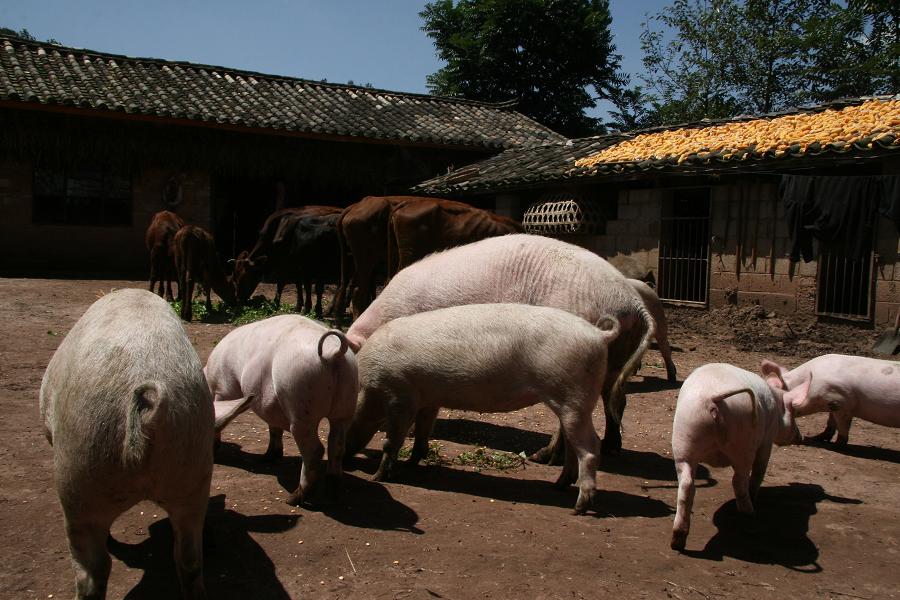 阿樂樹村-生豬養殖