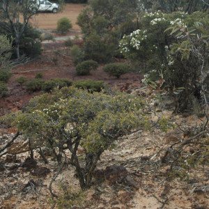 Melaleuca ulicoides