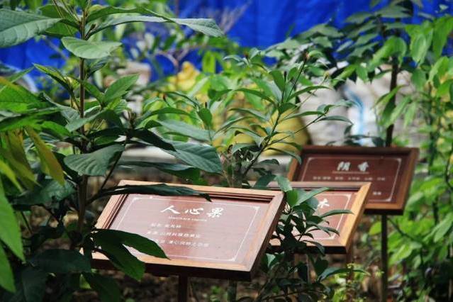 南藥園 南藥園