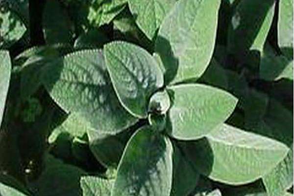 Stachys byzantina \x27Big Ears\x27 Stachys byzantina \x27Big Ears\x27