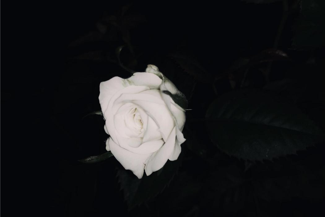 逃夜 逃夜