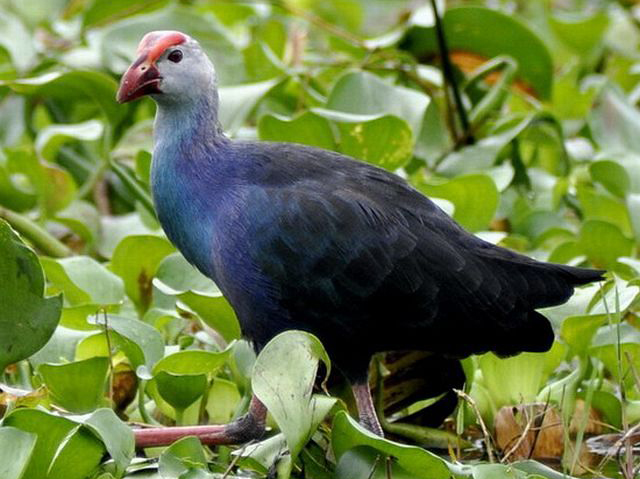 紫水雞華南亞種