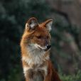 豺(亞洲野犬)