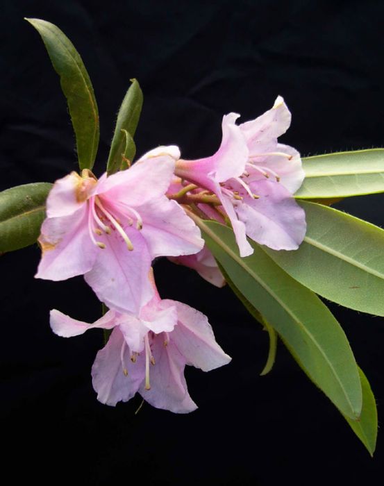 側花杜鵑 側花杜鵑