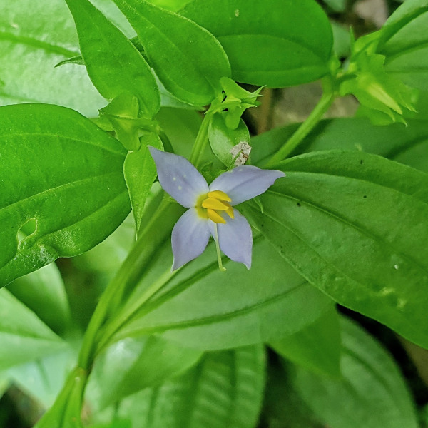 Exacum axillare