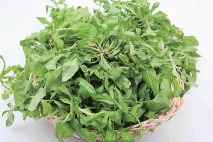 虞城薺菜 虞城薺菜