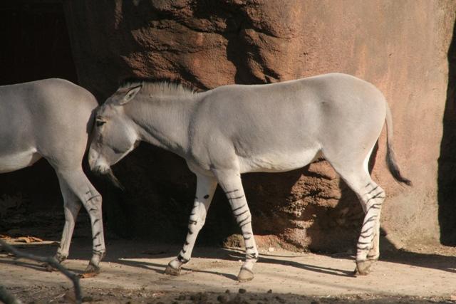 非洲野驢