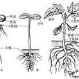 蓖麻根(蓖麻根) 蓖麻根(蓖麻根)