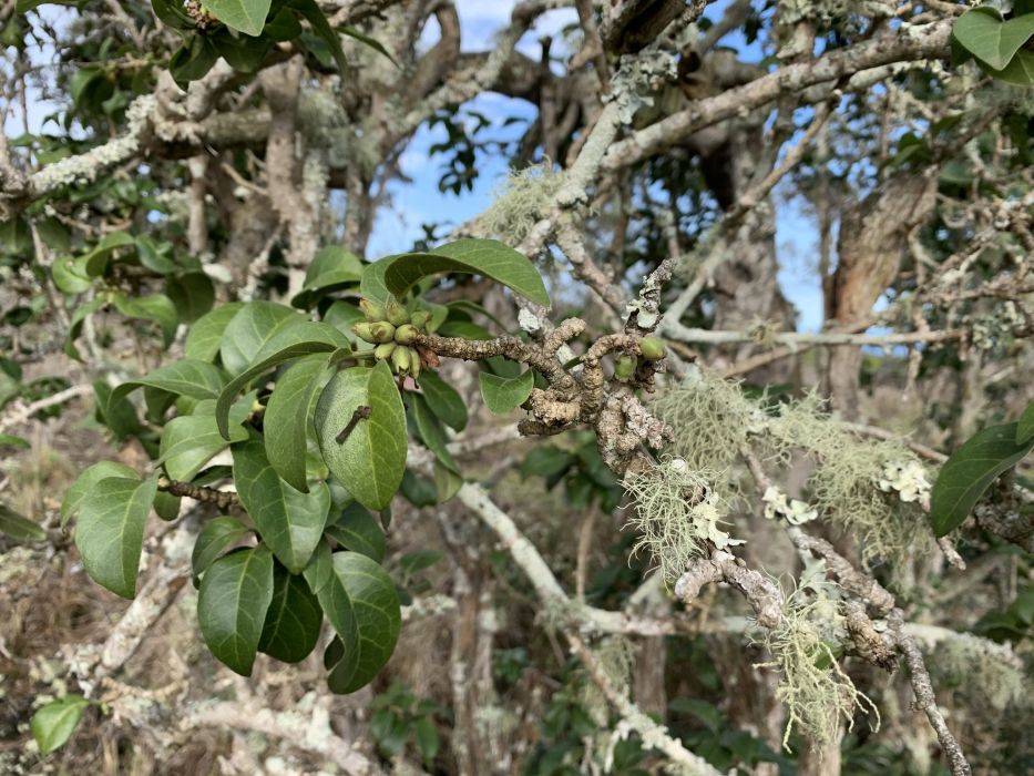 Nothocestrum breviflorum