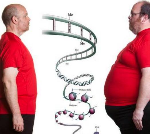 肥胖基因