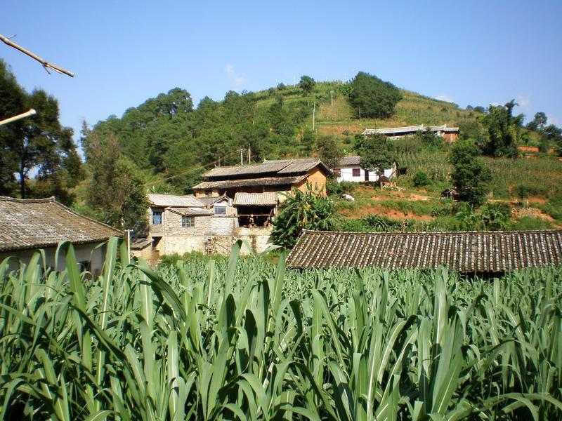 領崗村(雲南楚雄市西舍路鄉下轄村) 領崗村(雲南楚雄市西舍路鄉下轄村)