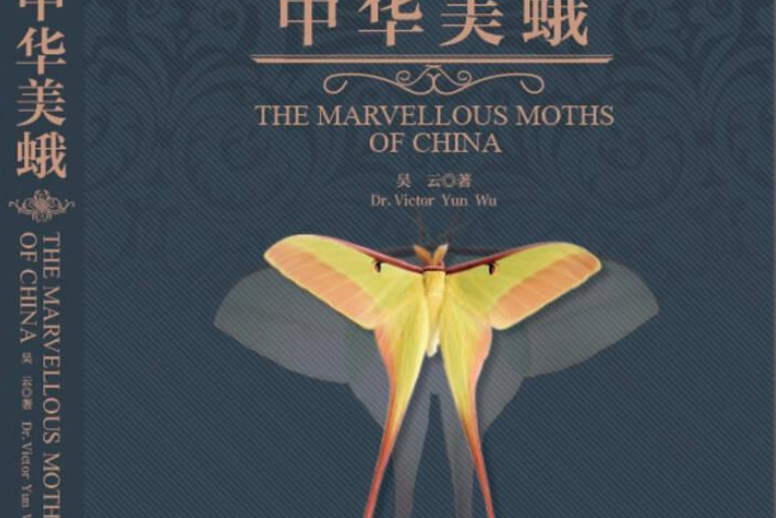 中華美蛾 中華美蛾